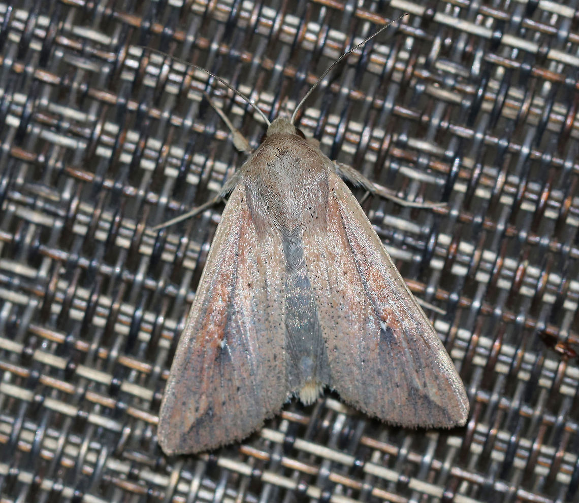 White-Speck Moth - Mythimna unipuncta <br />
TL: ~20 mm. FW was very pale gray/tan with orange streaks and was peppered with darker scales; A tiny, white speck touches the inner part of the reniform spot; a thin dark line slants inward from the apex<br />
<br />
Habitat: Attracted to a 395 nm LED light in a semi-rural area Geotagged,Mythimna unipuncta,Summer,United States,White-speck,moth