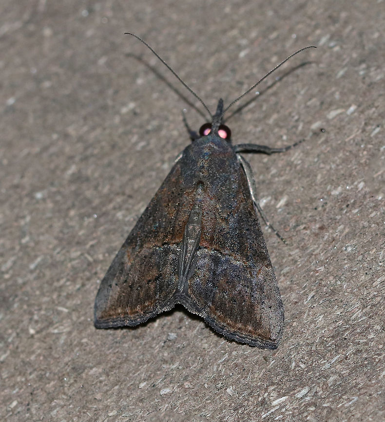 Green Cloverworm Moth - Hypena scabra The forewings are narrow and blackish-brown. although the color and pattern varies considerably. There is a thin, black line midway along inner margin, and a pale triangular patch usually present along the costa at the apex. The postmedian line is slightly wavy with a small, but conspicuous bulge near the costa. The hindwings are broad and uniformly grayish-brown with darker veins.<br />
<br />
Habitat: Attracted to a black light in a semi-rural area.  Geotagged,Green Cloverworm,Hypena scabra,Moth,Summer,United States,hypena
