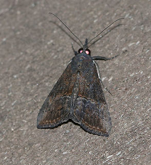 Green Cloverworm Moth - Hypena scabra The forewings are narrow and blackish-brown. although the color and pattern varies considerably. There is a thin, black line midway along inner margin, and a pale triangular patch usually present along the costa at the apex. The postmedian line is slightly wavy with a small, but conspicuous bulge near the costa. The hindwings are broad and uniformly grayish-brown with darker veins.

Habitat: Attracted to a black light in a semi-rural area.  Geotagged,Green Cloverworm,Hypena scabra,Moth,Summer,United States,hypena