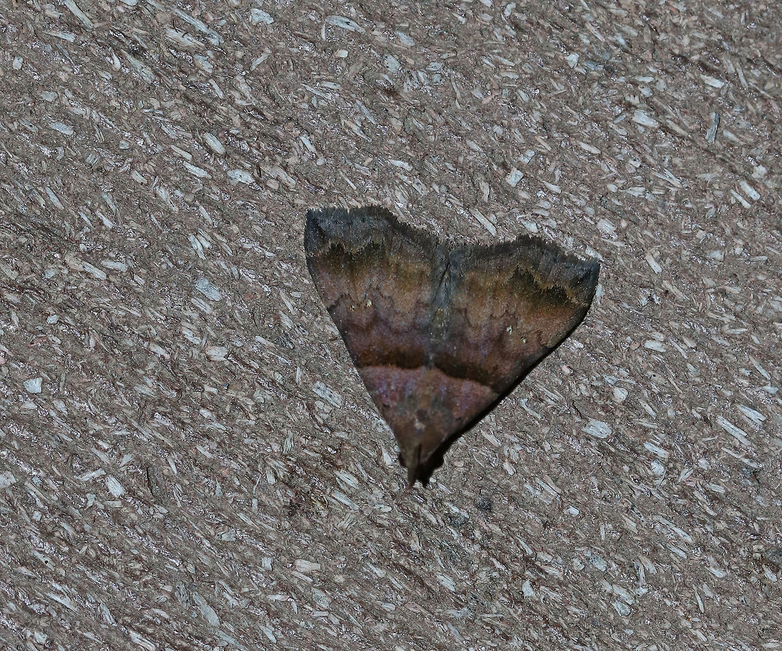 Ambiguous Moth - Lascoria ambigualis <br />
Total length: ~10 mm. Forewings were violet brown with straight AM line that was edged in black. Median and postmedian lines were scalloped. Reniform spots are oblique, white crescents.<br />
<br />
Habitat: Attracted to a 395 nm light in a semi-rural area. Ambiguous moth,Geotagged,Lascoria ambigualis,Summer,United States,moth
