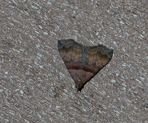 Ambiguous Moth - Lascoria ambigualis 
Total length: ~10 mm. Forewings were violet brown with straight AM line that was edged in black. Median and postmedian lines were scalloped. Reniform spots are oblique, white crescents.

Habitat: Attracted to a 395 nm light in a semi-rural area. Ambiguous moth,Geotagged,Lascoria ambigualis,Summer,United States,moth