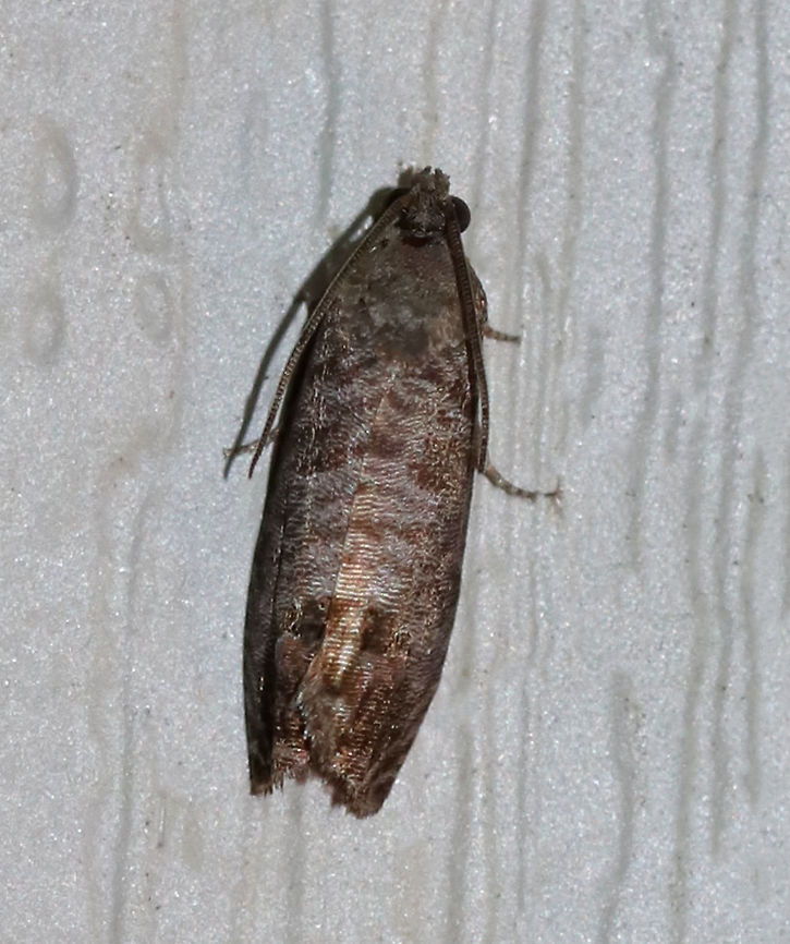 Codling Moth - Cydia pomonella <br />
TL: 12 mm. Brownish gray FW with fine, darker bands. Large patch in inner ST area that has fragmented bronze bars. Hosts: Apple, pear, and plum. *Introduced from Europe; this species is a fruit tree pest.<br />
<br />
Habitat: Attracted to a 395 nm LED light in a semi-rural area Codling moth,Cydia pomonella,Geotagged,Summer,United States,moth