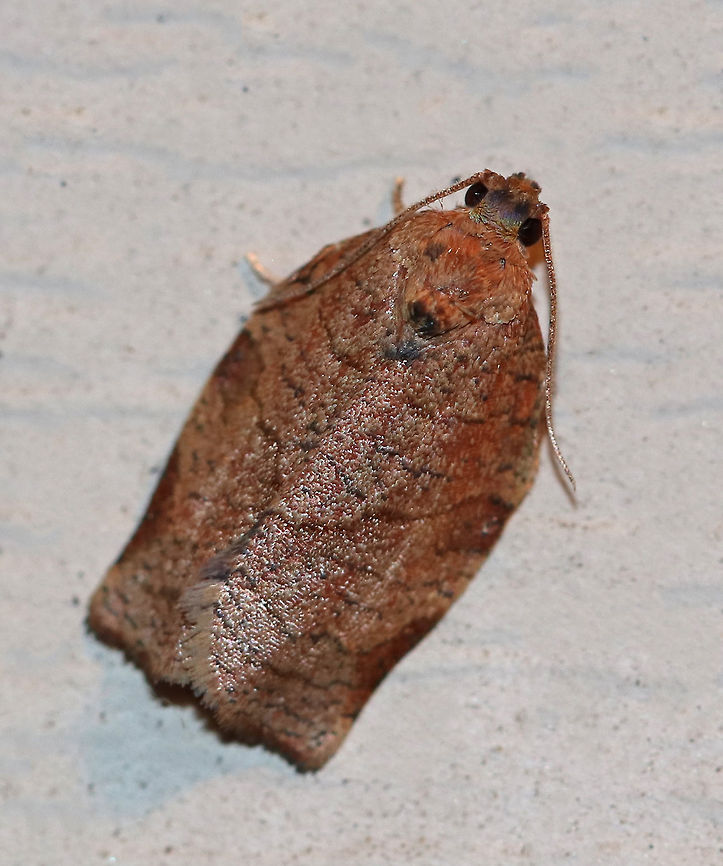 Oblique-banded Leaf Roller - Choristoneura rosaceana *I'm not 100% sure of this ID*<br />
<br />
TL: ~12 mm. Brown FW with oblique, brown median band and subapical patch. Hosts: Trees and woody plants, including apple, blueberry, and oak.<br />
<br />
Habitat: Attracted to a black light in a semi-rural area Choristoneura rosaceana,Geotagged,Oblique-banded Leaf Roller,Summer,United States
