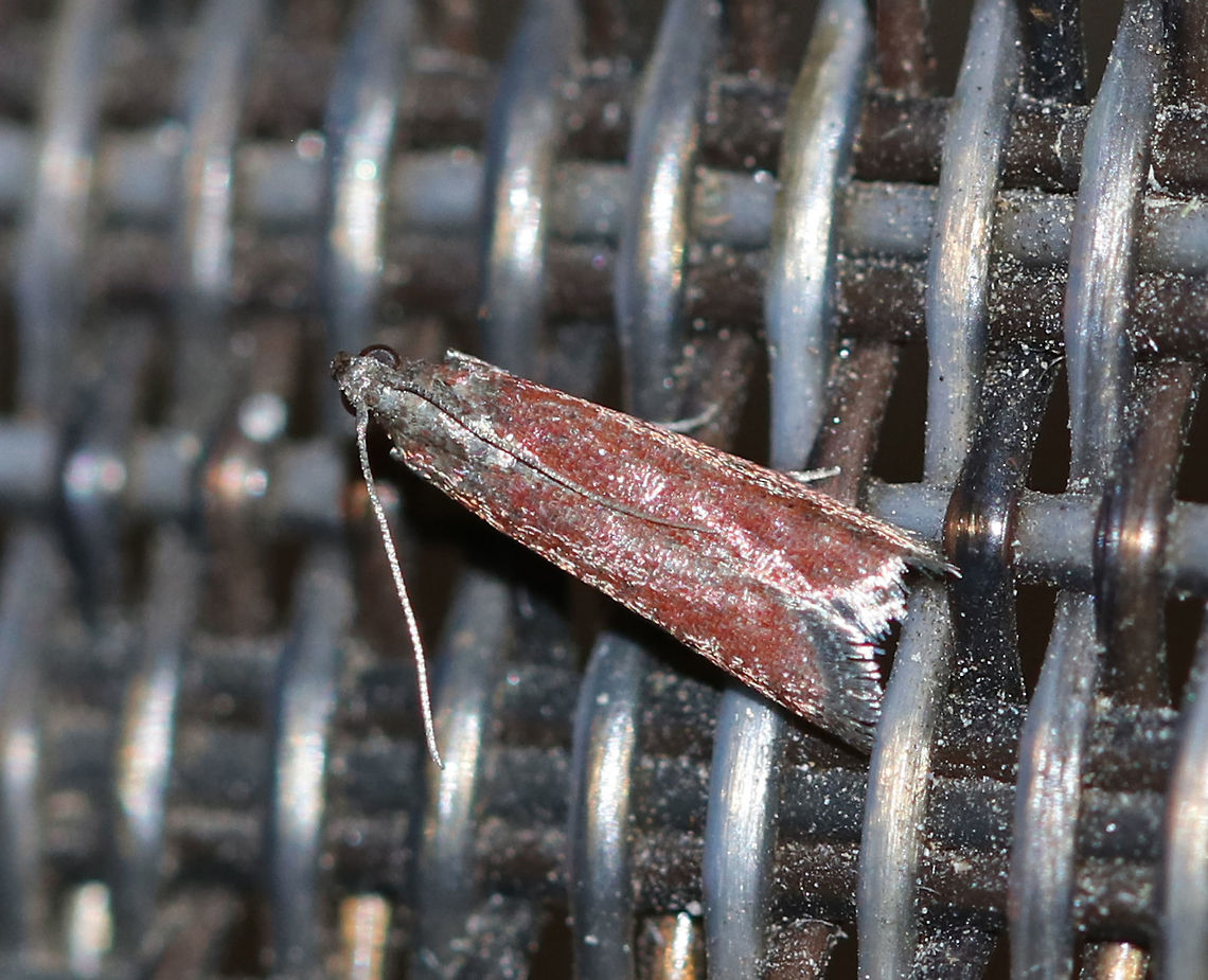 Varneria postremella Habitat: Attracted to a 395 nm LED light in a semi-rural area Geotagged,Summer,United States,Varneria,Varneria postremella,moth