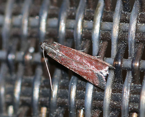 Varneria postremella Habitat: Attracted to a 395 nm LED light in a semi-rural area Geotagged,Summer,United States,Varneria,Varneria postremella,moth