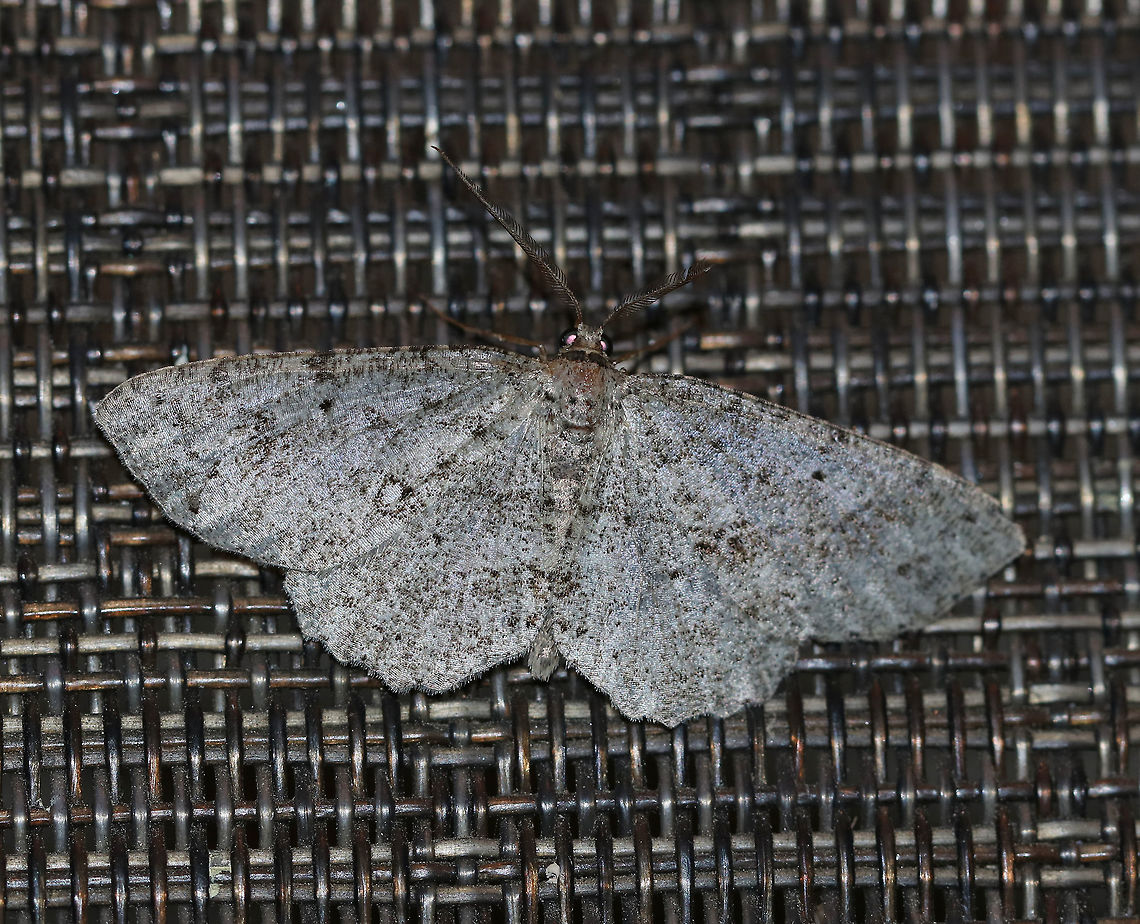 Canadian Melanolophia - Melanolophia canadaria WS: 35 mm. Pale gray FW marked with fragmented lines. Wavy PM line that is double at the midpoint and inner margin, forming two dark patches.<br />
<br />
Habitat: Attracted to a 395 nm LED light in a semi-rural area Canadian melanolophia,Geotagged,Melanolophia canadaria,Summer,United States,moth