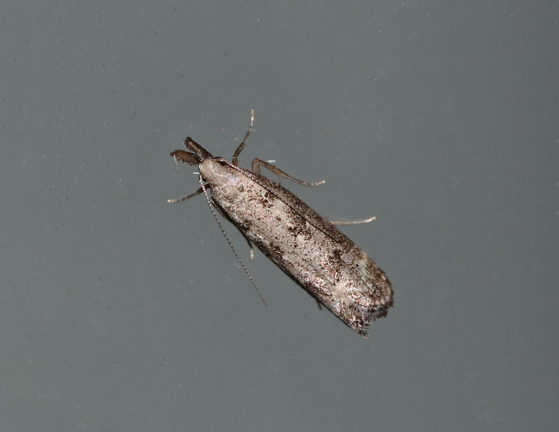 Inverse Dichomeris - Dichomeris inversella TL: ~8 mm. Peppery/silvery gray FW with faint darker bands. Host: Possibly Hickory.<br />
<br />
Habitat: Attracted to a 395 nm LED light in a semi-rural area Dichomeris inversella,Geotagged,Inversed Dichomeris,Summer,United States,moth