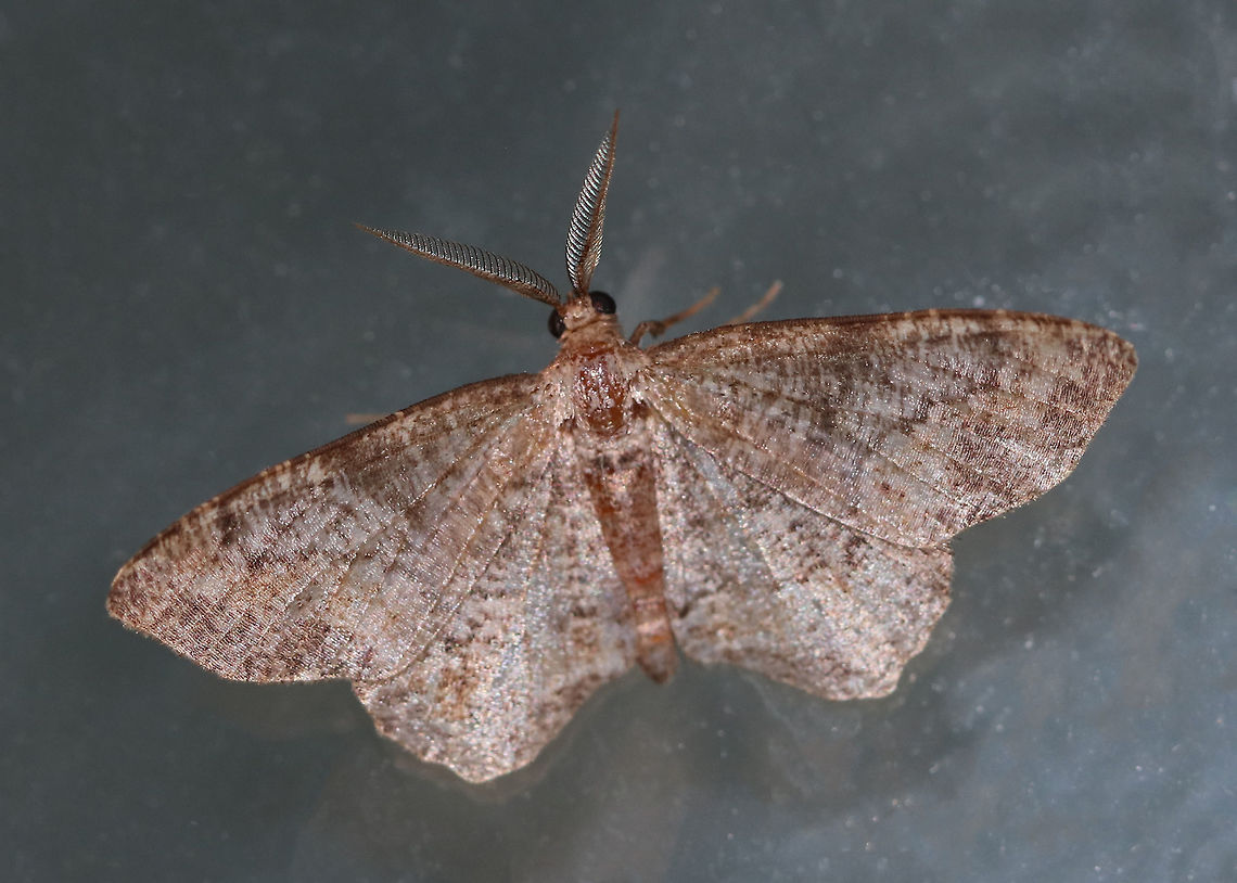 Hypagyrtis unipunctata - One-spotted Variant Habitat: Attracted to a 395 nm LED light in a semi-rural area<br />
 Geotagged,Hypagyrtis unipunctata,Moth,One-spotted variant moth,Summer,United States