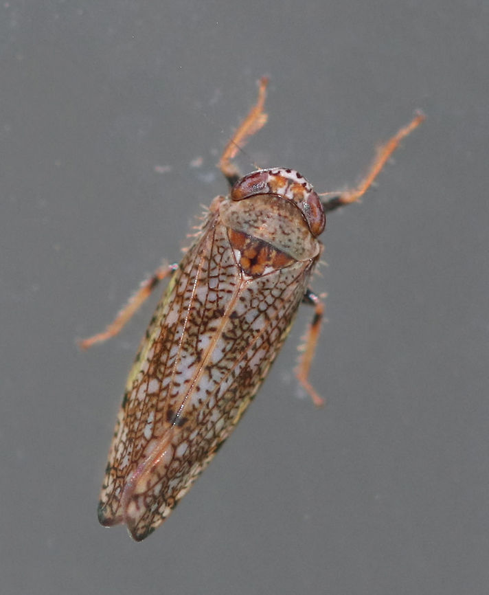 Mosaic leafhopper - Orientus ishidae This leafhopper has a variable, mosaic-like pattern and an orange band between its eyes. It was about 5-6 mm long.<br />
<br />
Habitat: Attracted to a 395 nm LED light in a rural area. Geotagged,Mosaic leafhopper,Orientus ishidae,Summer,United States,leafhopper