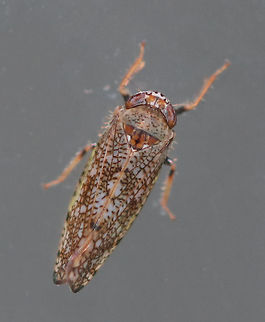 Mosaic leafhopper - Orientus ishidae This leafhopper has a variable, mosaic-like pattern and an orange band between its eyes. It was about 5-6 mm long.

Habitat: Attracted to a 395 nm LED light in a rural area. Geotagged,Mosaic leafhopper,Orientus ishidae,Summer,United States,leafhopper