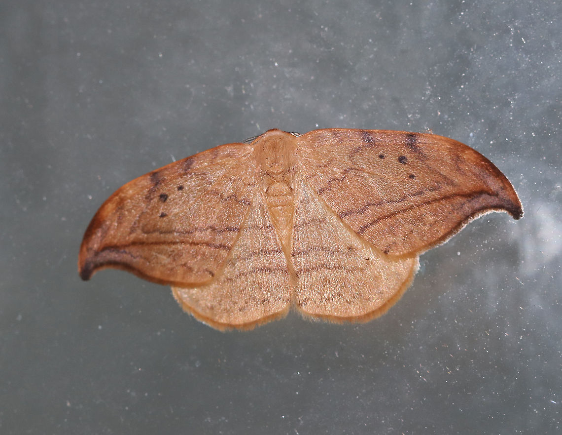 Arched Hooktip - Drepana arcuata Wingspan: ~ 30 mm. Rusty-edged subterminal line on hooked orange/tan forewing curves toward the apex. Reniform spot has two black dots.<br />
<br />
Habitat: Attracted to a 395 nm LED light in a rural area. Arched hooktip,Drepana arcuata,Geotagged,Moth,Summer,United States