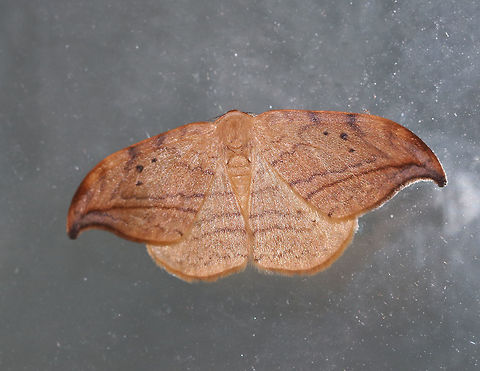 Arched Hooktip - Drepana arcuata Wingspan: ~ 30 mm. Rusty-edged subterminal line on hooked orange/tan forewing curves toward the apex. Reniform spot has two black dots.

Habitat: Attracted to a 395 nm LED light in a rural area. Arched hooktip,Drepana arcuata,Geotagged,Moth,Summer,United States