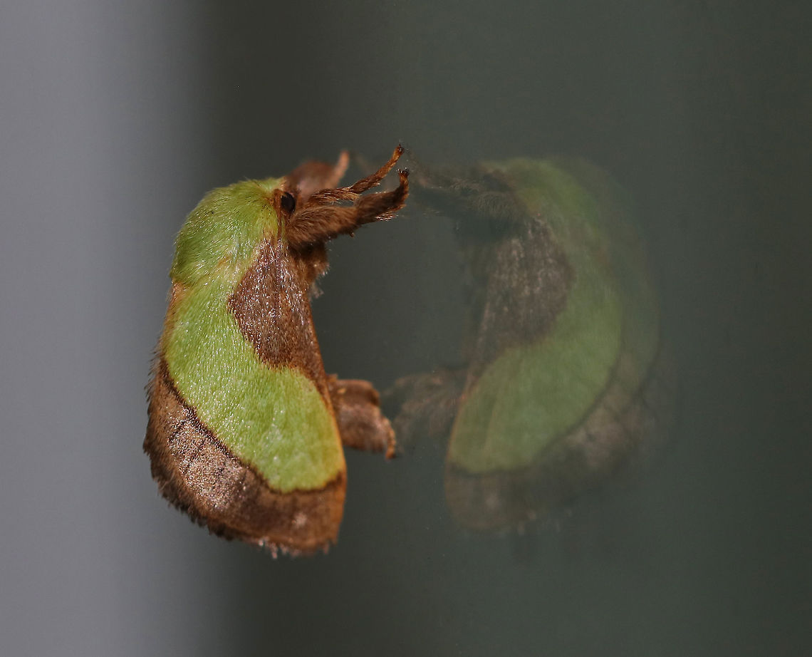 Smaller Parasa Moth - Parasa chloris TL: ~15 mm. Green, hairy thorax. Forewings are brown with large green patch that has a nearly straight outer edge. Hosts: Deciduous trees<br />
<br />
Habitat: Attracted to a 395 nm LED light in a semi-rural area Geotagged,Parasa chloris,Smaller Parasa Moth,Summer,United States,moth