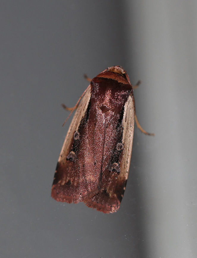 Flame-shouldered Dart - Ochropleura implecta TL: ~15 mm. Brown forewings that were really shiny and had a purplish tint. Straw-colored costal streak. Orbicular spot is edged in white.<br />
<br />
*This is the only species of this genus in North America<br />
<br />
Habitat: Attracted to a 395 nm LED light in a rural area Flame-shouldered Dart,Geotagged,Ochropleura implecta,Summer,United States,moth