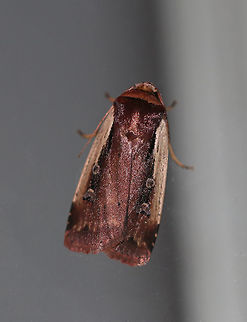 Flame-shouldered Dart - Ochropleura implecta TL: ~15 mm. Brown forewings that were really shiny and had a purplish tint. Straw-colored costal streak. Orbicular spot is edged in white.

*This is the only species of this genus in North America

Habitat: Attracted to a 395 nm LED light in a rural area Flame-shouldered Dart,Geotagged,Ochropleura implecta,Summer,United States,moth