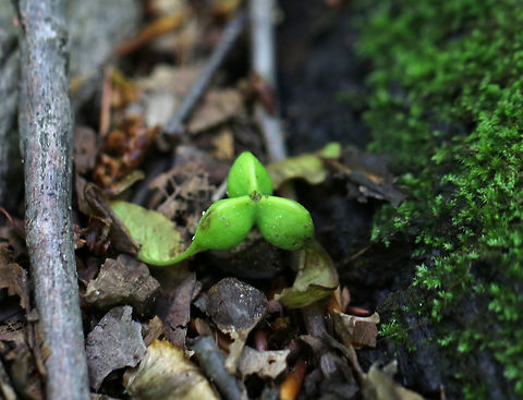 Maple Seed Pod - Acer sp. I've never seen a samara that had a connected group of three pericarps. I don't know if it's normal for the species, or if this is an anomaly.

Habitat: On the ground in a mostly deciduous forest Geotagged,Spring,United States,acer,maple,samara,seed,seed pod,triple samara