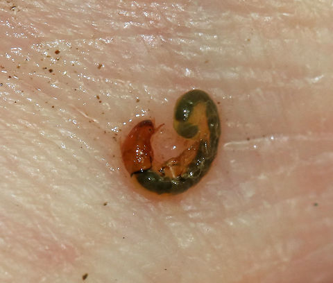 Midge Larva - Family Chironomidae I found this larva in a clean, cold, shallow stream in a mostly deciduous forest. They are filter feeders and often live in tubes made of soft mud.

Habitat: Stream in a deciduous forest Chironomid larva,Chironomidae,Geotagged,Spring,United States,chironomid,larva,midge,midge larva