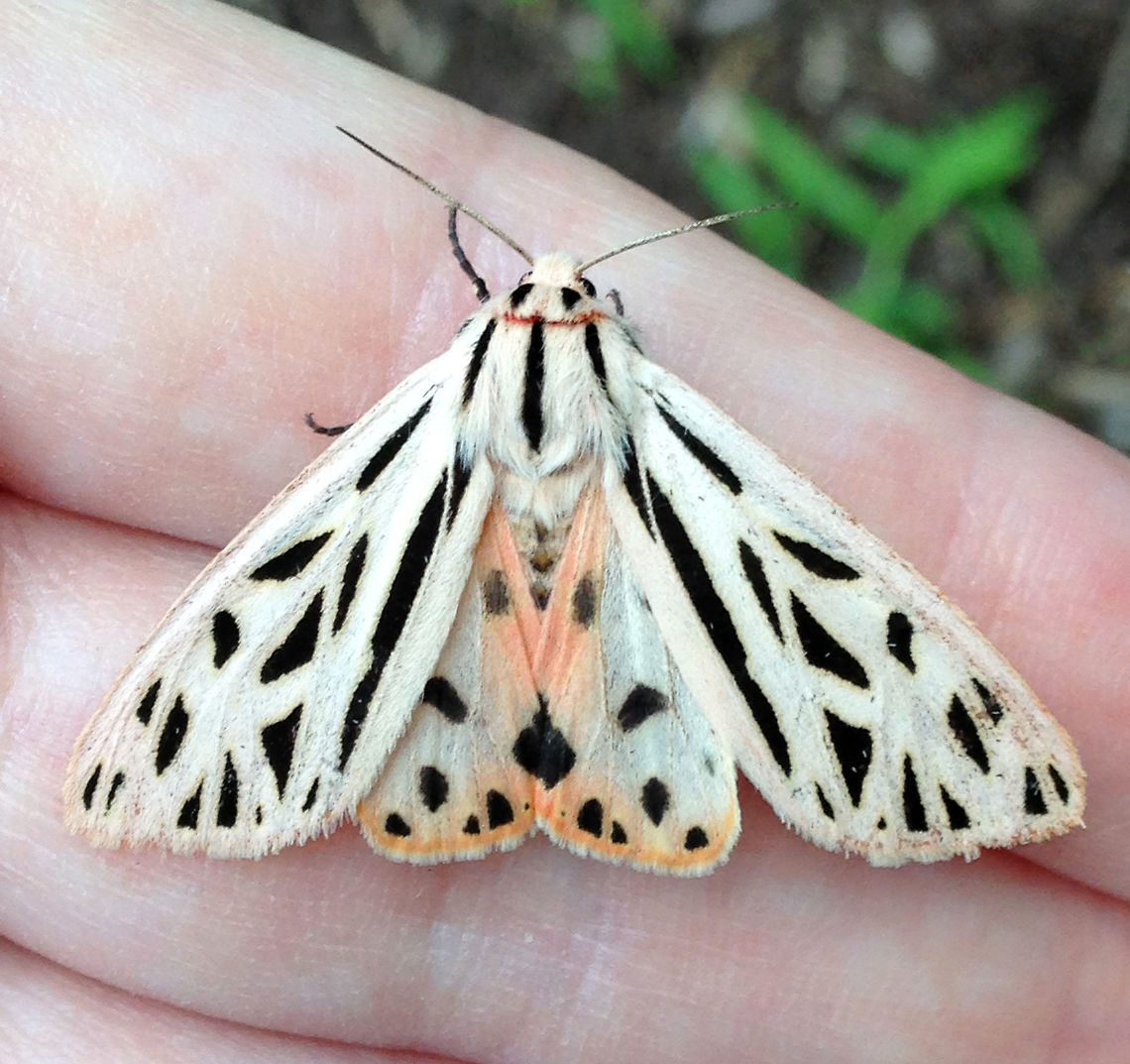 Arge Moth - Apantesis arge WS: ~50 mm. Abdomen was very pale pink with a dorsal row of black spots; thorax white with three black stripes; FW mostly white with small black wedges <br />
<br />
Habitat: I found this moth resting in mulch against the edge of a parking garage Apantesis,Arge moth,Geotagged,Grammia arge,Summer,United States,moth