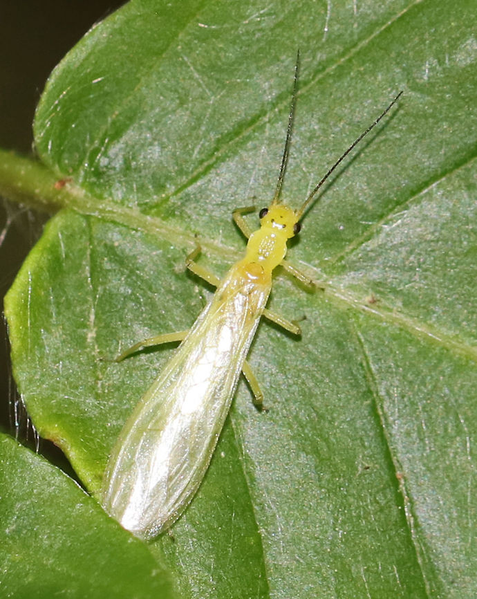 Stonefly - Order Plecoptera Maybe Family Chloroperlidae or Family Perlodidae?<br />
<br />
Habitat: Spotted resting on vegetation beside a stream in a deciduous forest Geotagged,Spring,United States,plecoptera,stonefly