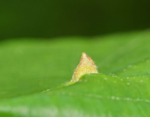 Witch Hazel Cone Gall Aphid - Hormaphis hamamelidis These galls are caused by tiny aphids. Their host is Witch Hazel (Hamamelis virginiana).

Habitat: Witch hazel leaves in a deciduous forest

https://www.jungledragon.com/image/82600/witch_hazel_cone_gall_aphid_underside_-_hormaphis_hamamelidis.html Geotagged,Hormaphis hamamelidis,Spring,United States,Witch Hazel Cone Gall Aphid,Witch-hazel cone gall aphid,aphid gall,gall