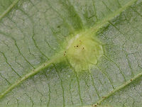 Witch Hazel Cone Gall Aphid (Underside) - Hormaphis hamamelidis These galls are caused by tiny aphids. Their host is Witch Hazel (Hamamelis virginiana).<br />
<br />
Habitat: Witch hazel leaves in a deciduous forest<br />
https://www.jungledragon.com/image/82599/witch_hazel_cone_gall_aphid_-_hormaphis_hamamelidis.html Geotagged,Hormaphis hamamelidis,Spring,United States,Witch-hazel cone gall aphid,gall