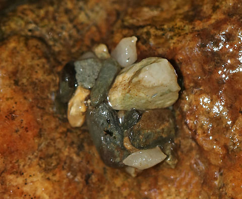 Saddlecase Maker Caddisfly Case - Family Glossosomatidae These caddisflies make dome-shaped cases out of pebbles that look like tiny turtle shells. The case conceals and protects  the larva.  When the larva outgrows its case, it builds a new, larger one at the end its current case. They, it cuts off the old one. It will have to rebuild several times during the larval stage.

Habitat: Stream in a deciduous forest Geotagged,Glossosomatidae,Saddlecase Maker,Saddlecase Maker Caddisfly,Saddlecase Maker Caddisfly Case,Spring,United States,caddisfly,caddisfly case,case