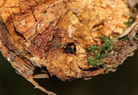 Carpenter Ants Excavating and Cleaning Galleries - Camponotus sp. I got really excited when I saw the tiny pile of sawdust at the end of this fallen tree. The sawdust comes from carpenter ants, who are furiously working to excavate and create galleries inside the tree. Carpenter ants don’t eat wood, but they use their jaws to tear pieces of wood out of a log when creating their galleries inside. They are very fastidious creatures and like to keep clean galleries, so they constantly push debris out of their living space. They cut slits in the wood, and below these slits, you'll see their dump site - little piles that look like sawdust. If you carefully inspect the dump pile, you will notice that it's not only made of wood shavings, but also insect parts and any other refuse that they don't want in their home. There were a couple ants patrolling the outside, while others were continuously dumping little bits of wood out of the tunnel. 

Habitat: Deciduous forest
https://www.jungledragon.com/image/82637/carpenter_ants_excavating_and_cleaning_galleries_-_camponotus_sp.html
https://www.jungledragon.com/image/82636/carpenter_ants_excavating_and_cleaning_galleries_-_camponotus_sp.html

https://vimeo.com/351666372 Geotagged,Summer,United States,ant,ant dump pile,camponotus,carpenter ant,sawdust,signs of wildlife