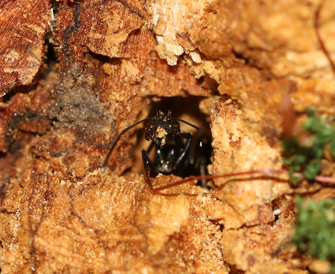 Carpenter Ants Excavating and Cleaning Galleries - Camponotus sp. I got really excited when I saw the tiny pile of sawdust at the end of this fallen tree. The sawdust comes from carpenter ants, who are furiously working to excavate and create galleries inside the tree. Carpenter ants don’t eat wood, but they use their jaws to tear pieces of wood out of a log when creating their galleries inside. They are very fastidious creatures and like to keep clean galleries, so they constantly push debris out of their living space. They cut slits in the wood, and below these slits, you'll see their dump site - little piles that look like sawdust. If you carefully inspect the dump pile, you will notice that it's not only made of wood shavings, but also insect parts and any other refuse that they don't want in their home. There were a couple ants patrolling the outside, while others were continuously dumping little bits of wood out of the tunnel. <br />
<br />
Habitat: Deciduous forest<br />
<figure class="photo"><a href="https://www.jungledragon.com/image/82637/carpenter_ants_excavating_and_cleaning_galleries_-_camponotus_sp.html" title="Carpenter Ants Excavating and Cleaning Galleries - Camponotus sp."><img src="https://s3.amazonaws.com/media.jungledragon.com/images/3232/82637_thumb.jpg?AWSAccessKeyId=05GMT0V3GWVNE7GGM1R2&Expires=1759968010&Signature=mr3xb9wC5urZVJwSTIRF6tdy6Ng%3D" width="116" height="152" alt="Carpenter Ants Excavating and Cleaning Galleries - Camponotus sp. I got really excited when I saw the tiny pile of sawdust at the end of this fallen tree. The sawdust comes from carpenter ants, who are furiously working to excavate and create galleries inside the tree. Carpenter ants don’t eat wood, but they use their jaws to tear pieces of wood out of a log when creating their galleries inside. They are very fastidious creatures and like to keep clean galleries, so they constantly push debris out of their living space. They cut slits in the wood, and below these slits, you'll see their dump site - little piles that look like sawdust. If you carefully inspect the dump pile, you will notice that it's not only made of wood shavings, but also insect parts and any other refuse that they don't want in their home. There were a couple ants patrolling the outside, while others were continuously dumping little bits of wood out of the tunnel. <br />
<br />
Habitat: Deciduous forest<br />
<br />
https://www.jungledragon.com/image/82636/carpenter_ants_excavating_and_cleaning_galleries_-_camponotus_sp.html<br />
<br />
https://www.jungledragon.com/image/82635/carpenter_ants_excavating_and_cleaning_galleries_-_camponotus_sp.html<br />
<br />
https://vimeo.com/351666372 Geotagged,Summer,United States" /></a></figure><br />
<figure class="photo"><a href="https://www.jungledragon.com/image/82635/carpenter_ants_excavating_and_cleaning_galleries_-_camponotus_sp.html" title="Carpenter Ants Excavating and Cleaning Galleries - Camponotus sp."><img src="https://s3.amazonaws.com/media.jungledragon.com/images/3232/82635_thumb.jpg?AWSAccessKeyId=05GMT0V3GWVNE7GGM1R2&Expires=1759968010&Signature=mV2e%2FmNYXmJHhKV958goVCeWoNM%3D" width="200" height="140" alt="Carpenter Ants Excavating and Cleaning Galleries - Camponotus sp. I got really excited when I saw the tiny pile of sawdust at the end of this fallen tree. The sawdust comes from carpenter ants, who are furiously working to excavate and create galleries inside the tree. Carpenter ants don’t eat wood, but they use their jaws to tear pieces of wood out of a log when creating their galleries inside. They are very fastidious creatures and like to keep clean galleries, so they constantly push debris out of their living space. They cut slits in the wood, and below these slits, you'll see their dump site - little piles that look like sawdust. If you carefully inspect the dump pile, you will notice that it's not only made of wood shavings, but also insect parts and any other refuse that they don't want in their home. There were a couple ants patrolling the outside, while others were continuously dumping little bits of wood out of the tunnel. <br />
<br />
Habitat: Deciduous forest<br />
https://www.jungledragon.com/image/82637/carpenter_ants_excavating_and_cleaning_galleries_-_camponotus_sp.html<br />
https://www.jungledragon.com/image/82636/carpenter_ants_excavating_and_cleaning_galleries_-_camponotus_sp.html<br />
<br />
https://vimeo.com/351666372 Geotagged,Summer,United States,ant,ant dump pile,camponotus,carpenter ant,sawdust,signs of wildlife" /></a></figure><br />
<br />
<br />
<section class="video"><iframe width="448" height="252" src="https://player.vimeo.com/video/351666372?title=0&byline=0&portrait=0" frameborder="0"></iframe></section> Geotagged,Summer,United States,ant,ant gallery,camponotus,carpenter ant,dump pile,sawdust