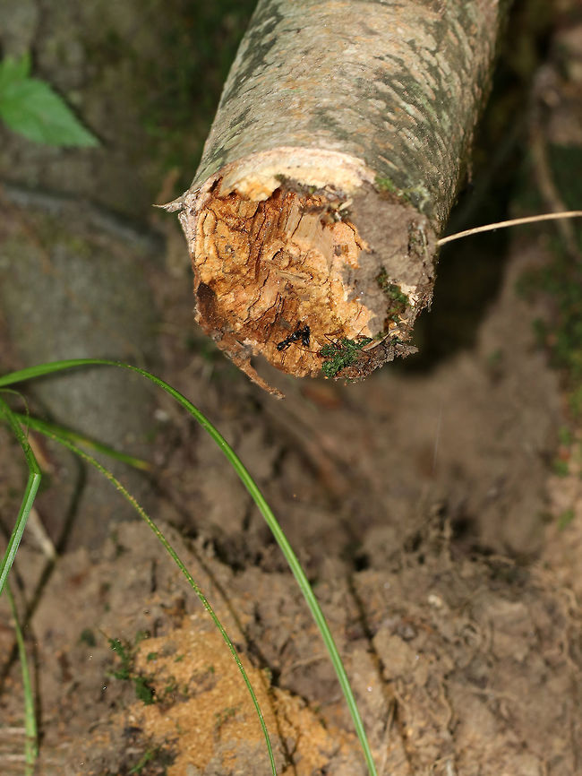 Carpenter Ants Excavating and Cleaning Galleries - Camponotus sp. I got really excited when I saw the tiny pile of sawdust at the end of this fallen tree. The sawdust comes from carpenter ants, who are furiously working to excavate and create galleries inside the tree. Carpenter ants don&rsquo;t eat wood, but they use their jaws to tear pieces of wood out of a log when creating their galleries inside. They are very fastidious creatures and like to keep clean galleries, so they constantly push debris out of their living space. They cut slits in the wood, and below these slits, you&#039;ll see their dump site - little piles that look like sawdust. If you carefully inspect the dump pile, you will notice that it&#039;s not only made of wood shavings, but also insect parts and any other refuse that they don&#039;t want in their home. There were a couple ants patrolling the outside, while others were continuously dumping little bits of wood out of the tunnel. <br />
<br />
Habitat: Deciduous forest<br />
<br />
<figure class="photo"><a href="https://www.jungledragon.com/image/82636/carpenter_ants_excavating_and_cleaning_galleries_-_camponotus_sp.html" title="Carpenter Ants Excavating and Cleaning Galleries - Camponotus sp."><img src="https://s3.amazonaws.com/media.jungledragon.com/images/3232/82636_thumb.jpg?AWSAccessKeyId=05GMT0V3GWVNE7GGM1R2&Expires=1759968010&Signature=spzseVcwp2BJ%2F5u1eZS6ceZwL9I%3D" width="200" height="164" alt="Carpenter Ants Excavating and Cleaning Galleries - Camponotus sp. I got really excited when I saw the tiny pile of sawdust at the end of this fallen tree. The sawdust comes from carpenter ants, who are furiously working to excavate and create galleries inside the tree. Carpenter ants don&rsquo;t eat wood, but they use their jaws to tear pieces of wood out of a log when creating their galleries inside. They are very fastidious creatures and like to keep clean galleries, so they constantly push debris out of their living space. They cut slits in the wood, and below these slits, you&#039;ll see their dump site - little piles that look like sawdust. If you carefully inspect the dump pile, you will notice that it&#039;s not only made of wood shavings, but also insect parts and any other refuse that they don&#039;t want in their home. There were a couple ants patrolling the outside, while others were continuously dumping little bits of wood out of the tunnel. <br />
<br />
Habitat: Deciduous forest<br />
https://www.jungledragon.com/image/82637/carpenter_ants_excavating_and_cleaning_galleries_-_camponotus_sp.html<br />
https://www.jungledragon.com/image/82635/carpenter_ants_excavating_and_cleaning_galleries_-_camponotus_sp.html<br />
<br />
<br />
https://vimeo.com/351666372 Geotagged,Summer,United States,ant,ant gallery,camponotus,carpenter ant,dump pile,sawdust" /></a></figure><br />
<br />
<figure class="photo"><a href="https://www.jungledragon.com/image/82635/carpenter_ants_excavating_and_cleaning_galleries_-_camponotus_sp.html" title="Carpenter Ants Excavating and Cleaning Galleries - Camponotus sp."><img src="https://s3.amazonaws.com/media.jungledragon.com/images/3232/82635_thumb.jpg?AWSAccessKeyId=05GMT0V3GWVNE7GGM1R2&Expires=1759968010&Signature=mV2e%2FmNYXmJHhKV958goVCeWoNM%3D" width="200" height="140" alt="Carpenter Ants Excavating and Cleaning Galleries - Camponotus sp. I got really excited when I saw the tiny pile of sawdust at the end of this fallen tree. The sawdust comes from carpenter ants, who are furiously working to excavate and create galleries inside the tree. Carpenter ants don&rsquo;t eat wood, but they use their jaws to tear pieces of wood out of a log when creating their galleries inside. They are very fastidious creatures and like to keep clean galleries, so they constantly push debris out of their living space. They cut slits in the wood, and below these slits, you&#039;ll see their dump site - little piles that look like sawdust. If you carefully inspect the dump pile, you will notice that it&#039;s not only made of wood shavings, but also insect parts and any other refuse that they don&#039;t want in their home. There were a couple ants patrolling the outside, while others were continuously dumping little bits of wood out of the tunnel. <br />
<br />
Habitat: Deciduous forest<br />
https://www.jungledragon.com/image/82637/carpenter_ants_excavating_and_cleaning_galleries_-_camponotus_sp.html<br />
https://www.jungledragon.com/image/82636/carpenter_ants_excavating_and_cleaning_galleries_-_camponotus_sp.html<br />
<br />
https://vimeo.com/351666372 Geotagged,Summer,United States,ant,ant dump pile,camponotus,carpenter ant,sawdust,signs of wildlife" /></a></figure><br />
<br />
<section class="video"><iframe width="448" height="252" src="https://player.vimeo.com/video/351666372?title=0&byline=0&portrait=0" frameborder="0"></iframe></section> Geotagged,Summer,United States