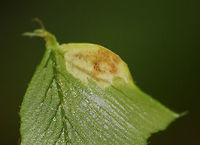Taphrina polystichi on Christmas Fern (Polystichum acrostichoides) I initially thought these were insect galls, but turns out to be fungus!<br />
<br />
Habitat: Deciduous forest<br />
https://www.jungledragon.com/image/82646/taphrina_polystichi_on_christmas_fern_polystichum_acrostichoides.html Geotagged,Spring,Taphrina polystichi,United States,fungus,taphrina