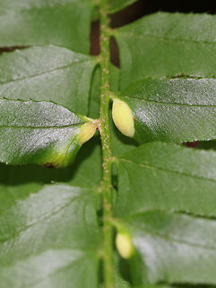 Taphrina polystichi on Christmas Fern (Polystichum acrostichoides) I initially thought these were insect galls, but turns out to be fungus!

Habitat: Deciduous forest
https://www.jungledragon.com/image/82645/taphrina_polystichi_on_christmas_fern_polystichum_acrostichoides.html Geotagged,Spring,Taphrina polystichi,United States