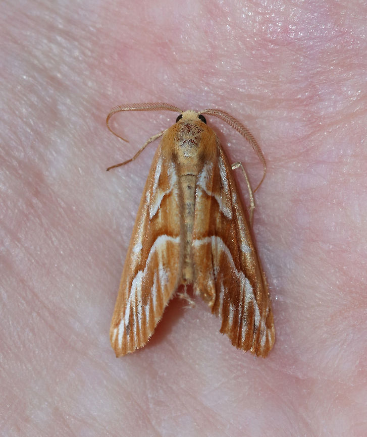 Northern Pine Looper - Caripeta piniata WS: ~30 mm. Orange FW with darker shading along white PM line. ST area is streaked along veins. Basal and median areas have white dashes. Hosts: Pine<br />
<br />
Habitat: Found dead on the ground in a suburban area Caripeta,Caripeta piniata,Geotagged,Northern pine looper,Summer,United States,looper,moth