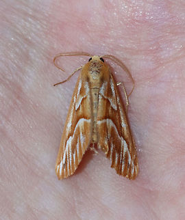 Northern Pine Looper - Caripeta piniata WS: ~30 mm. Orange FW with darker shading along white PM line. ST area is streaked along veins. Basal and median areas have white dashes. Hosts: Pine

Habitat: Found dead on the ground in a suburban area Caripeta,Caripeta piniata,Geotagged,Northern pine looper,Summer,United States,looper,moth