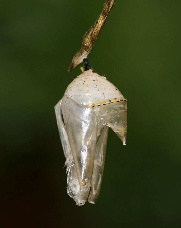 Empty Monarch Butterfly (Danaus plexippus) Chrysalis Just before they pupate, monarch caterpillars spin a silk mat from which they hang upside down by their prolegs (the silk comes from a spinneret on their head). The caterpillar then stabs a stem into the silk pad to hang from. This stem extends from its rear, and is called a cremaster. Once they are in the pupal stage, they will begin their final transformation to become an adult butterfly. Just before the monarch butterfly emerges, their wing pattern becomes visible through the pupal covering. This is not because the pupa is transparent; rather, it is because the pigmentation on the wing scales only develops at the very end of the pupal stage. This stage of development lasts 8-15 days under normal conditions. Monarch metamorphosis from egg to adult takes as little as 25 days, However, it is estimated that fewer than 10% of monarch eggs and caterpillars survive because they are so vulnerable to weather, parasites, and disease. <br />
<br />
Habitat: Empty chrysalis spotted on young, tender milkweed growing on the edge of a meadow<br />
<figure class="photo"><a href="https://www.jungledragon.com/image/82667/empty_monarch_butterfly_danaus_plexippus_chrysalis.html" title="Empty Monarch Butterfly (Danaus plexippus) Chrysalis"><img src="https://s3.amazonaws.com/media.jungledragon.com/images/3232/82667_thumb.jpg?AWSAccessKeyId=05GMT0V3GWVNE7GGM1R2&Expires=1770854410&Signature=PyLWLuLcmDH33kNk0DXw6CltWYg%3D" width="122" height="152" alt="Empty Monarch Butterfly (Danaus plexippus) Chrysalis Just before they pupate, monarch caterpillars spin a silk mat from which they hang upside down by their prolegs (the silk comes from a spinneret on their head). The caterpillar then stabs a stem into the silk pad to hang from. This stem extends from its rear, and is called a cremaster. Once they are in the pupal stage, they will begin their final transformation to become an adult butterfly. Just before the monarch butterfly emerges, their wing pattern becomes visible through the pupal covering. This is not because the pupa is transparent; rather, it is because the pigmentation on the wing scales only develops at the very end of the pupal stage. This stage of development lasts 8-15 days under normal conditions. Monarch metamorphosis from egg to adult takes as little as 25 days, However, it is estimated that fewer than 10% of monarch eggs and caterpillars survive because they are so vulnerable to weather, parasites, and disease. <br />
<br />
Habitat: Empty chrysalis spotted on young, tender milkweed growing on the edge of a meadow<br />
https://www.jungledragon.com/image/82666/empty_monarch_butterfly_danaus_plexippus_chrysalis.html Geotagged,Summer,United States,chrysalis,pupa" /></a></figure> Danaus plexippus,Danaus plexippus chrysalis,Danaus plexippus pupa,Geotagged,Monarch Butterfly Chrysalis,Summer,United States,butterfly,chrysalis,monarch chrysalis,monarch pupa,pupa