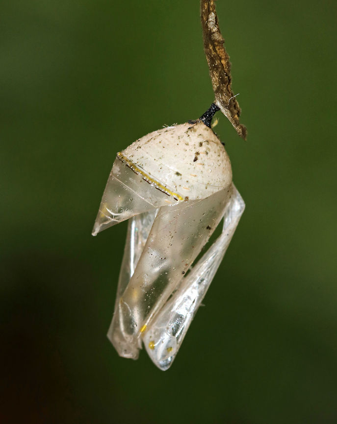 Empty Monarch Butterfly (Danaus plexippus) Chrysalis Just before they pupate, monarch caterpillars spin a silk mat from which they hang upside down by their prolegs (the silk comes from a spinneret on their head). The caterpillar then stabs a stem into the silk pad to hang from. This stem extends from its rear, and is called a cremaster. Once they are in the pupal stage, they will begin their final transformation to become an adult butterfly. Just before the monarch butterfly emerges, their wing pattern becomes visible through the pupal covering. This is not because the pupa is transparent; rather, it is because the pigmentation on the wing scales only develops at the very end of the pupal stage. This stage of development lasts 8-15 days under normal conditions. Monarch metamorphosis from egg to adult takes as little as 25 days, However, it is estimated that fewer than 10% of monarch eggs and caterpillars survive because they are so vulnerable to weather, parasites, and disease. <br />
<br />
Habitat: Empty chrysalis spotted on young, tender milkweed growing on the edge of a meadow<br />
<figure class="photo"><a href="https://www.jungledragon.com/image/82666/empty_monarch_butterfly_danaus_plexippus_chrysalis.html" title="Empty Monarch Butterfly (Danaus plexippus) Chrysalis"><img src="https://s3.amazonaws.com/media.jungledragon.com/images/3232/82666_thumb.jpg?AWSAccessKeyId=05GMT0V3GWVNE7GGM1R2&Expires=1770854410&Signature=kkjJX2AwqL4mUiagRYJDnGp0xwc%3D" width="122" height="152" alt="Empty Monarch Butterfly (Danaus plexippus) Chrysalis Just before they pupate, monarch caterpillars spin a silk mat from which they hang upside down by their prolegs (the silk comes from a spinneret on their head). The caterpillar then stabs a stem into the silk pad to hang from. This stem extends from its rear, and is called a cremaster. Once they are in the pupal stage, they will begin their final transformation to become an adult butterfly. Just before the monarch butterfly emerges, their wing pattern becomes visible through the pupal covering. This is not because the pupa is transparent; rather, it is because the pigmentation on the wing scales only develops at the very end of the pupal stage. This stage of development lasts 8-15 days under normal conditions. Monarch metamorphosis from egg to adult takes as little as 25 days, However, it is estimated that fewer than 10% of monarch eggs and caterpillars survive because they are so vulnerable to weather, parasites, and disease. <br />
<br />
Habitat: Empty chrysalis spotted on young, tender milkweed growing on the edge of a meadow<br />
https://www.jungledragon.com/image/82667/empty_monarch_butterfly_danaus_plexippus_chrysalis.html Danaus plexippus,Danaus plexippus chrysalis,Danaus plexippus pupa,Geotagged,Monarch Butterfly Chrysalis,Summer,United States,butterfly,chrysalis,monarch chrysalis,monarch pupa,pupa" /></a></figure> Geotagged,Summer,United States,chrysalis,pupa