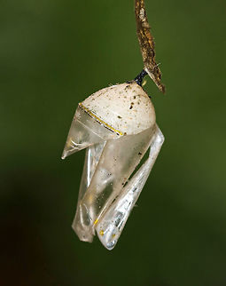 Empty Monarch Butterfly (Danaus plexippus) Chrysalis Just before they pupate, monarch caterpillars spin a silk mat from which they hang upside down by their prolegs (the silk comes from a spinneret on their head). The caterpillar then stabs a stem into the silk pad to hang from. This stem extends from its rear, and is called a cremaster. Once they are in the pupal stage, they will begin their final transformation to become an adult butterfly. Just before the monarch butterfly emerges, their wing pattern becomes visible through the pupal covering. This is not because the pupa is transparent; rather, it is because the pigmentation on the wing scales only develops at the very end of the pupal stage. This stage of development lasts 8-15 days under normal conditions. Monarch metamorphosis from egg to adult takes as little as 25 days, However, it is estimated that fewer than 10% of monarch eggs and caterpillars survive because they are so vulnerable to weather, parasites, and disease. 

Habitat: Empty chrysalis spotted on young, tender milkweed growing on the edge of a meadow
https://www.jungledragon.com/image/82666/empty_monarch_butterfly_danaus_plexippus_chrysalis.html Geotagged,Summer,United States,chrysalis,pupa