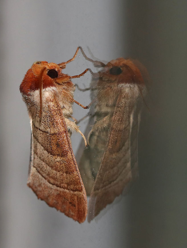 Datana drexelii Habitat: Attracted to a 395 nm LED light in a semi-rural area<br />
<figure class="photo"><a href="https://www.jungledragon.com/image/82674/datana_drexelii.html" title="Datana drexelii"><img src="https://s3.amazonaws.com/media.jungledragon.com/images/3232/82674_thumb.jpg?AWSAccessKeyId=05GMT0V3GWVNE7GGM1R2&Expires=1769040010&Signature=jJ96qESkvh38AwE6uYkgP5Dl8Ug%3D" width="200" height="178" alt="Datana drexelii Habitat: Attracted to a 395 nm LED light in a semi-rural area<br />
https://www.jungledragon.com/image/82675/datana_sp._moth.html<br />
https://www.jungledragon.com/image/82671/datana_sp._moth.html Datana drexelii,Drexel's Datana,Geotagged,Summer,United States,datana,moth" /></a></figure><br />
<figure class="photo"><a href="https://www.jungledragon.com/image/82675/datana_drexelii.html" title="Datana drexelii"><img src="https://s3.amazonaws.com/media.jungledragon.com/images/3232/82675_thumb.jpg?AWSAccessKeyId=05GMT0V3GWVNE7GGM1R2&Expires=1769040010&Signature=UIfn3bVWkabkmWgxnuq2OY3mWyQ%3D" width="200" height="156" alt="Datana drexelii Habitat: Attracted to a 395 nm LED light in a semi-rural area<br />
https://www.jungledragon.com/image/82674/datana_sp._moth.html<br />
https://www.jungledragon.com/image/82671/datana_sp._moth.html Datana drexelii,Drexel's Datana,Geotagged,Summer,United States" /></a></figure> Datana drexelii,Drexel's Datana,Geotagged,Summer,United States,datana,moth