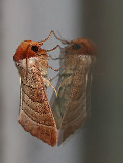 Datana drexelii Habitat: Attracted to a 395 nm LED light in a semi-rural area
https://www.jungledragon.com/image/82674/datana_sp._moth.html
https://www.jungledragon.com/image/82675/datana_sp._moth.html Datana drexelii,Drexel's Datana,Geotagged,Summer,United States,datana,moth