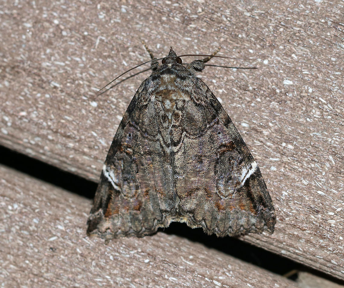 Locust Underwing - Euparthenos nubilis WS: ~35 mm. Gray, variable FW with white median band and shading around reniform spot. Orange HW has four wavy black bands. Host: Primarily black locust<br />
<br />
Habitat: Attracted to a 395 nm LED light in a rural area<br />
<figure class="photo"><a href="https://www.jungledragon.com/image/82717/locust_underwing_-_euparthenos_nubilis.html" title="Locust Underwing - Euparthenos nubilis"><img src="https://s3.amazonaws.com/media.jungledragon.com/images/3232/82717_thumb.jpg?AWSAccessKeyId=05GMT0V3GWVNE7GGM1R2&Expires=1770854410&Signature=7rHAoHHlNn3U%2FdZ1pHl8UvaC2LA%3D" width="200" height="148" alt="Locust Underwing - Euparthenos nubilis WS: ~35 mm. Gray, variable FW with white median band and shading around reniform spot. Orange HW has four wavy black bands. Host: Primarily black locust<br />
<br />
Habitat: Attracted to a 395 nm LED light in a rural area<br />
https://www.jungledragon.com/image/82718/locust_underwing_-_euparthenos_nubilis.html<br />
https://www.jungledragon.com/image/82672/locust_underwing_-_euparthenos_nubilis.html Euparthenos nubilis,Geotagged,Locust Underwing,Summer,United States" /></a></figure><br />
<figure class="photo"><a href="https://www.jungledragon.com/image/82718/locust_underwing_-_euparthenos_nubilis.html" title="Locust Underwing - Euparthenos nubilis"><img src="https://s3.amazonaws.com/media.jungledragon.com/images/3232/82718_thumb.jpg?AWSAccessKeyId=05GMT0V3GWVNE7GGM1R2&Expires=1770854410&Signature=uoP7mOuL3zcfDmmH89RP98CdyMs%3D" width="200" height="154" alt="Locust Underwing - Euparthenos nubilis WS: ~35 mm. Gray, variable FW with white median band and shading around reniform spot. Orange HW has four wavy black bands. Host: Primarily black locust<br />
<br />
Habitat: Attracted to a 395 nm LED light in a rural area<br />
https://www.jungledragon.com/image/82672/locust_underwing_-_euparthenos_nubilis.html<br />
https://www.jungledragon.com/image/82717/locust_underwing_-_euparthenos_nubilis.html Euparthenos nubilis,Geotagged,Locust Underwing,Summer,United States" /></a></figure> Euparthenos,Euparthenos nubilis,Geotagged,Locust Underwing,Summer,United States,moth