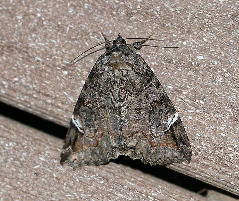 Locust Underwing - Euparthenos nubilis WS: ~35 mm. Gray, variable FW with white median band and shading around reniform spot. Orange HW has four wavy black bands. Host: Primarily black locust

Habitat: Attracted to a 395 nm LED light in a rural area
https://www.jungledragon.com/image/82717/locust_underwing_-_euparthenos_nubilis.html
https://www.jungledragon.com/image/82718/locust_underwing_-_euparthenos_nubilis.html Euparthenos,Euparthenos nubilis,Geotagged,Locust Underwing,Summer,United States,moth