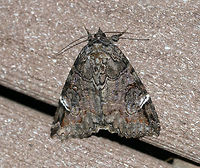 Locust Underwing - Euparthenos nubilis WS: ~35 mm. Gray, variable FW with white median band and shading around reniform spot. Orange HW has four wavy black bands. Host: Primarily black locust<br />
<br />
Habitat: Attracted to a 395 nm LED light in a rural area<br />
https://www.jungledragon.com/image/82717/locust_underwing_-_euparthenos_nubilis.html<br />
https://www.jungledragon.com/image/82718/locust_underwing_-_euparthenos_nubilis.html Euparthenos,Euparthenos nubilis,Geotagged,Locust Underwing,Summer,United States,moth