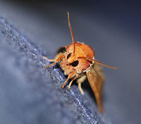 Datana drexelii Habitat: Attracted to a 395 nm LED light in a semi-rural area<br />
https://www.jungledragon.com/image/82675/datana_sp._moth.html<br />
https://www.jungledragon.com/image/82671/datana_sp._moth.html Datana drexelii,Drexel's Datana,Geotagged,Summer,United States,datana,moth