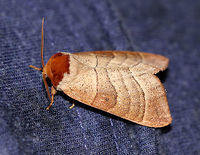 Datana drexelii Habitat: Attracted to a 395 nm LED light in a semi-rural area<br />
https://www.jungledragon.com/image/82674/datana_sp._moth.html<br />
https://www.jungledragon.com/image/82671/datana_sp._moth.html Datana drexelii,Drexel's Datana,Geotagged,Summer,United States