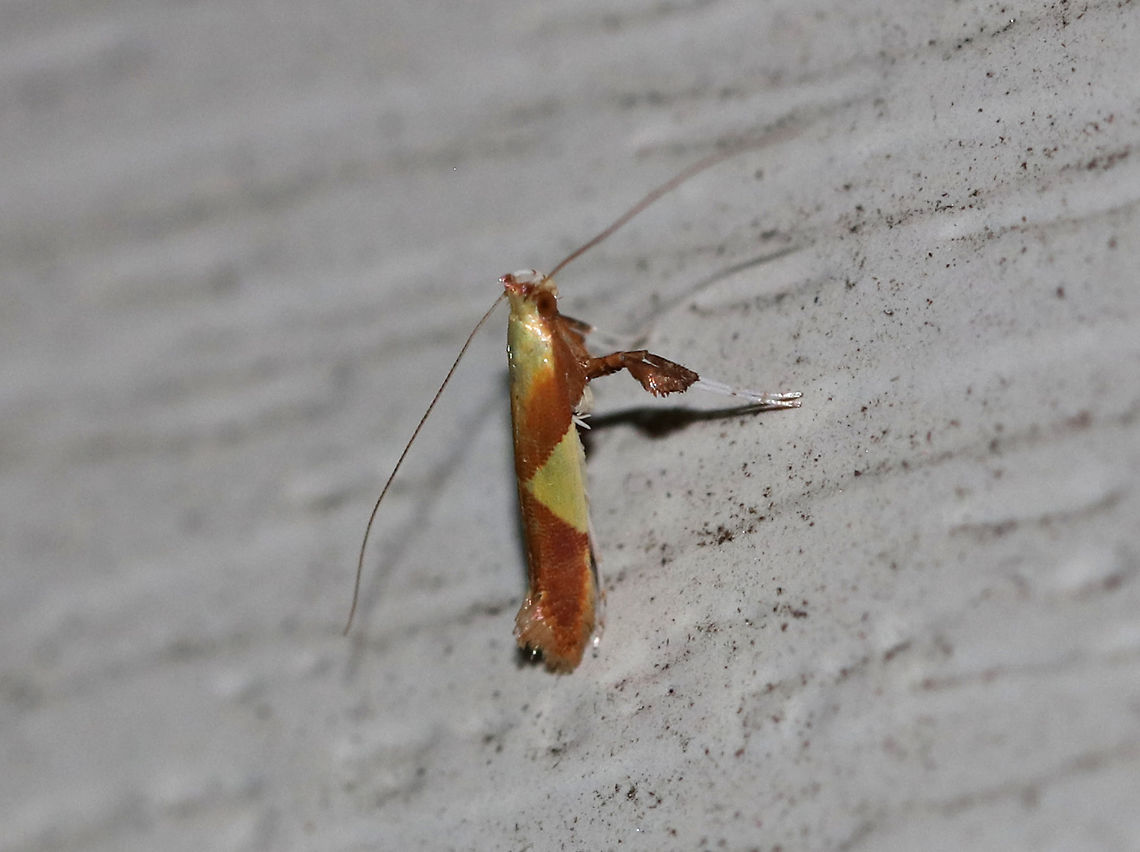 Maple Caloptilia Moth - Caloptilia bimaculatella TL: ~ 6mm. Shiny purplish FW with two yellow triangles. Host: Maple<br />
<br />
Habitat: Attracted to a 395 nm LED light in a rural area<br />
<figure class="photo"><a href="https://www.jungledragon.com/image/82712/maple_caloptilia_moth_-_caloptilia_bimaculatella.html" title="Maple Caloptilia Moth - Caloptilia bimaculatella"><img src="https://s3.amazonaws.com/media.jungledragon.com/images/3232/82712_thumb.jpg?AWSAccessKeyId=05GMT0V3GWVNE7GGM1R2&Expires=1759968010&Signature=cMQKA1HKM9DkWY9jjjER3%2FIngl0%3D" width="128" height="152" alt="Maple Caloptilia Moth - Caloptilia bimaculatella TL: ~ 6mm. Shiny purplish FW with two yellow triangles. Host: Maple<br />
<br />
Habitat: Attracted to a 395 nm LED light in a rural area<br />
https://www.jungledragon.com/image/82676/maple_caloptilia_moth_-_caloptilia_bimaculatella.html Caloptilia bimaculatella,Geotagged,Maple Caloptilia Moth,Summer,United States" /></a></figure> Caloptilia bimaculatella,Geotagged,Maple Caloptilia Moth,Summer,United States,moth