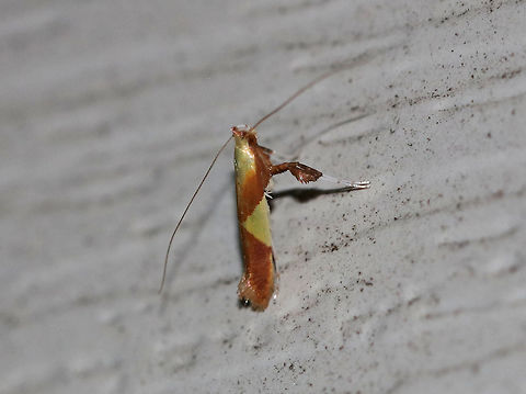 Maple Caloptilia Moth - Caloptilia bimaculatella TL: ~ 6mm. Shiny purplish FW with two yellow triangles. Host: Maple

Habitat: Attracted to a 395 nm LED light in a rural area
https://www.jungledragon.com/image/82712/maple_caloptilia_moth_-_caloptilia_bimaculatella.html Caloptilia bimaculatella,Geotagged,Maple Caloptilia Moth,Summer,United States,moth