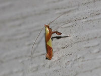 Maple Caloptilia Moth - Caloptilia bimaculatella TL: ~ 6mm. Shiny purplish FW with two yellow triangles. Host: Maple<br />
<br />
Habitat: Attracted to a 395 nm LED light in a rural area<br />
https://www.jungledragon.com/image/82712/maple_caloptilia_moth_-_caloptilia_bimaculatella.html Caloptilia bimaculatella,Geotagged,Maple Caloptilia Moth,Summer,United States,moth