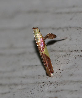 Maple Caloptilia Moth - Caloptilia bimaculatella TL: ~ 6mm. Shiny purplish FW with two yellow triangles. Host: Maple

Habitat: Attracted to a 395 nm LED light in a rural area
https://www.jungledragon.com/image/82676/maple_caloptilia_moth_-_caloptilia_bimaculatella.html Caloptilia bimaculatella,Geotagged,Maple Caloptilia Moth,Summer,United States