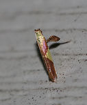 Maple Caloptilia Moth - Caloptilia bimaculatella TL: ~ 6mm. Shiny purplish FW with two yellow triangles. Host: Maple<br />
<br />
Habitat: Attracted to a 395 nm LED light in a rural area<br />
https://www.jungledragon.com/image/82676/maple_caloptilia_moth_-_caloptilia_bimaculatella.html Caloptilia bimaculatella,Geotagged,Maple Caloptilia Moth,Summer,United States