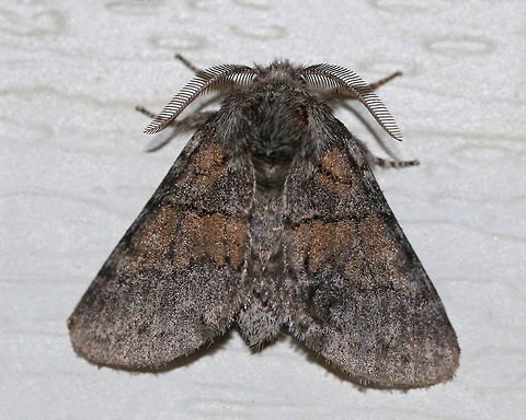 Dusky Marbled Brown - Gluphisia septentrionis TL: ~17 mm. Peppery FW with warm brown patches in inner median and basal areas. Host: Poplar

Habitat: Attracted to a 395 nm LED light in a semi-rural area
https://www.jungledragon.com/image/82716/dusky_marbled_brown_-_gluphisia_septentrionis.html Dusky marbled brown,Geotagged,Gluphisia crenata,Moth,Summer,United States