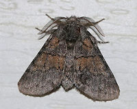Dusky Marbled Brown - Gluphisia septentrionis TL: ~17 mm. Peppery FW with warm brown patches in inner median and basal areas. Host: Poplar<br />
<br />
Habitat: Attracted to a 395 nm LED light in a semi-rural area<br />
https://www.jungledragon.com/image/82716/dusky_marbled_brown_-_gluphisia_septentrionis.html Dusky marbled brown,Geotagged,Gluphisia crenata,Moth,Summer,United States